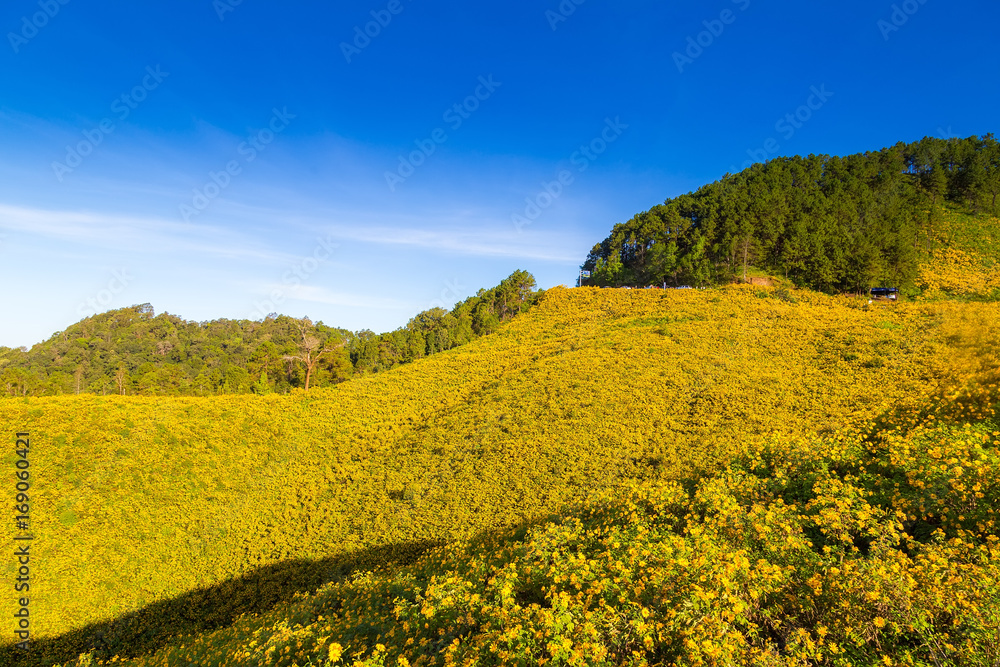 Sunset Landscape nature flower Tung Bua Tong Mexican sunflower field ,Mae Hong Son,Thailand. Sunset Landscape nature flower Tung Bua Tong Mexican sunflower field ,Mae Hong Son,Thailand.
