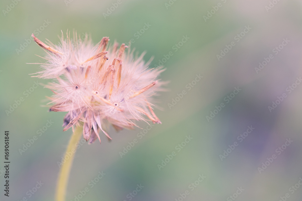 Flower beautiful fresh in soft warm light. Autumn landscape pastel tone Flower beautiful fresh in soft warm light. Autumn landscape pastel tone
