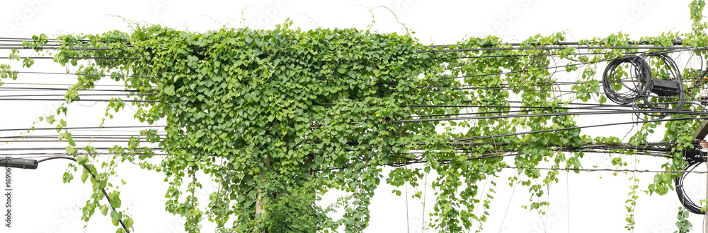 Plants ivy. Vines on poles on white background, clipping path. Plants ivy. Vines on poles on white background, clipping path.