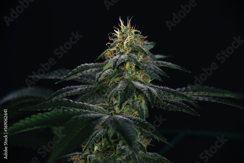 Cannabis cola  fire creek marijuana strain  with visible hairs and leaves on late flowering stage