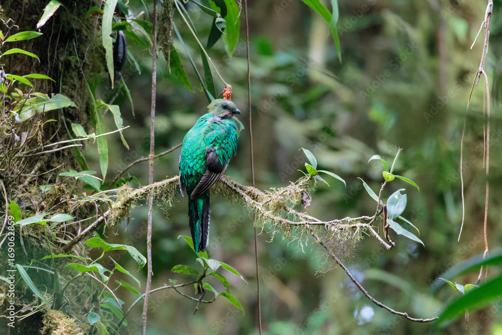 Fototapeta premium Quetzal bird wild Monteverde Costa Rica