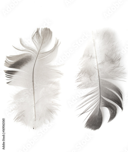 Feather isolated on the white background