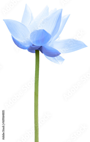  lotus bleu, fond blanc