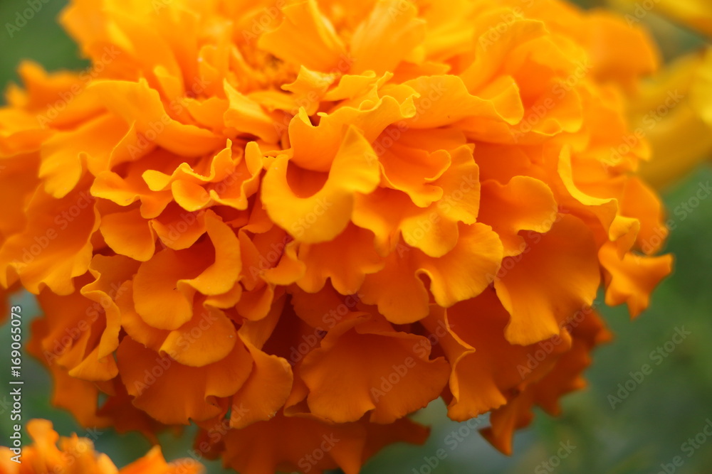 Summer background - beautiful bright yellow flowers with gentle petals Summer background - beautiful bright yellow flowers with gentle petals