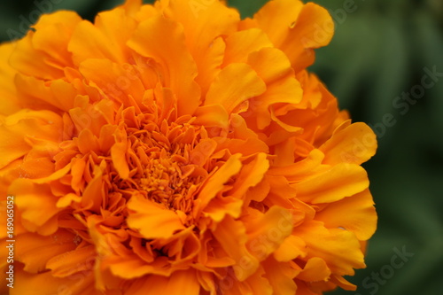 Summer background - beautiful bright yellow flowers with gentle petals