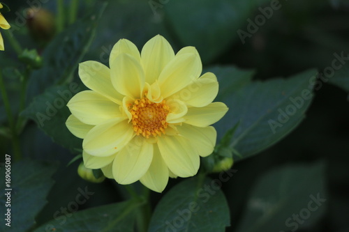 Summer background - beautiful bright yellow flowers with gentle petals