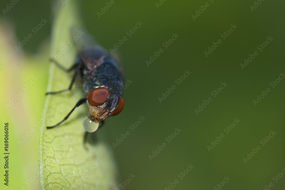 Fototapeta premium Macro housefly on green leaves