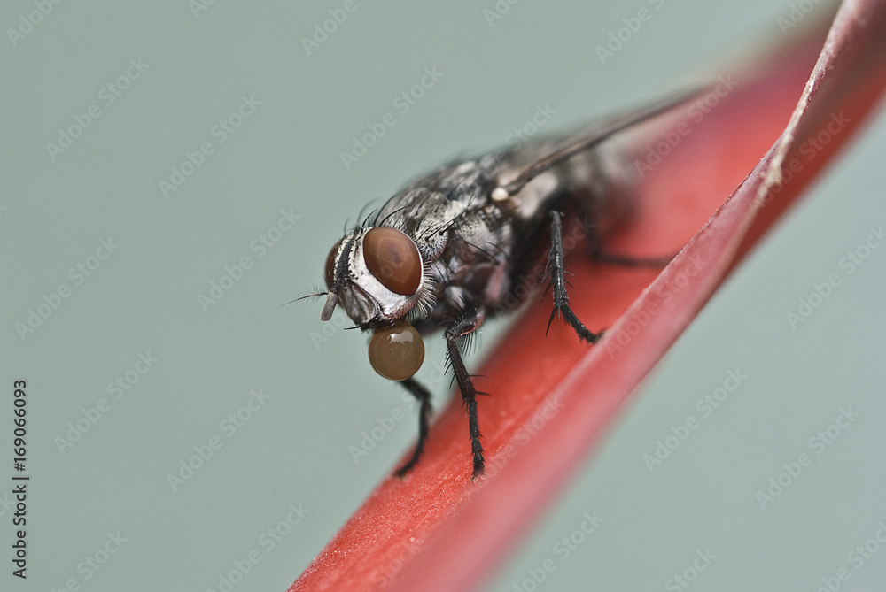 Macro housefly on red leaves on clean background Macro housefly on red leaves on clean background