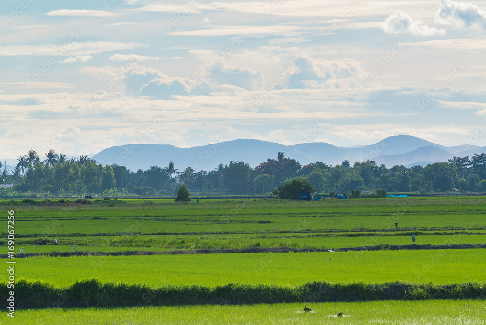 Obraz premium Rice field green grass blue sky cloud cloudy landscape background.