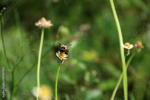 Honey bee perch and eating nectar on the grass flower. background out focus of green grass.
