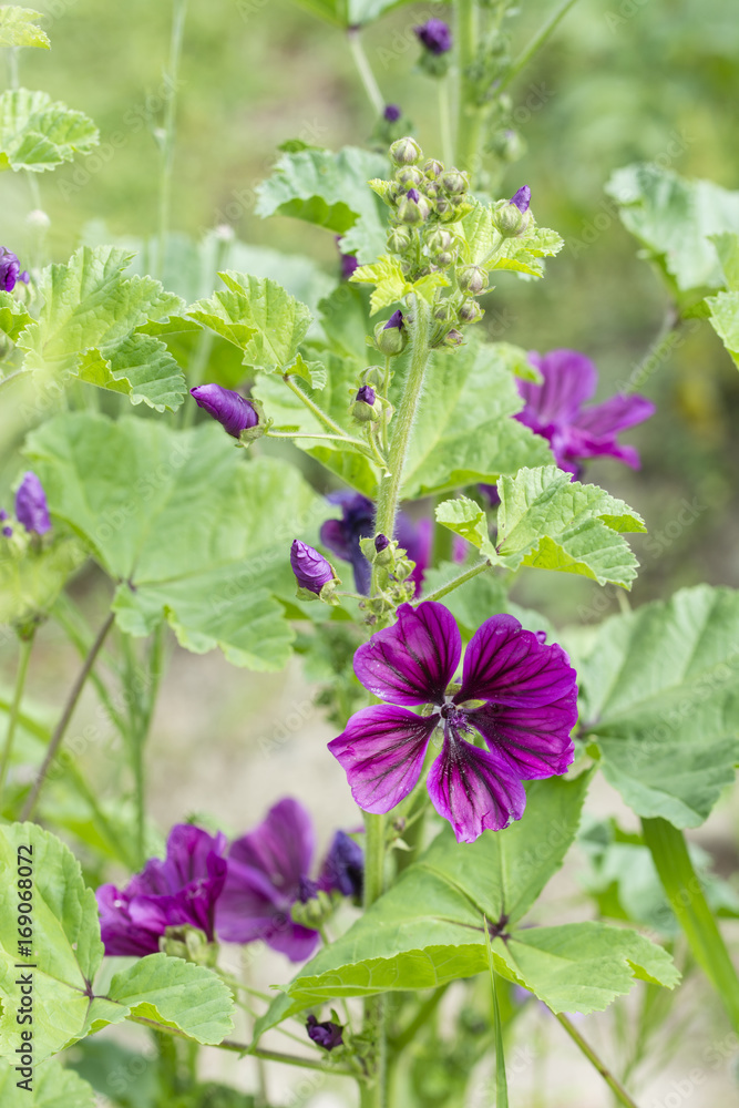 Purple flower mallow.