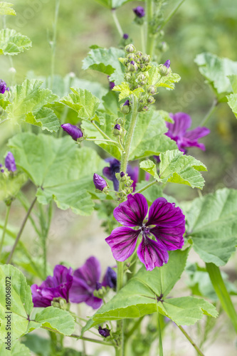 Purple flower mallow.