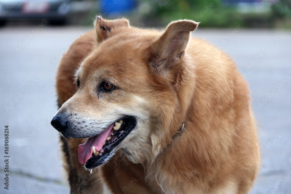 Brow golden retriever standing on the road and looking for something. The Golden Retriever is a large sized breed of dog bred. Brow golden retriever standing on the road and looking for something. The Golden Retriever is a large sized breed of dog bred.