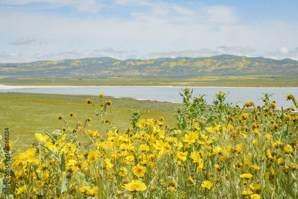 Fototapeta premium Beautiful yellow goldifelds blossom with Soda Lake