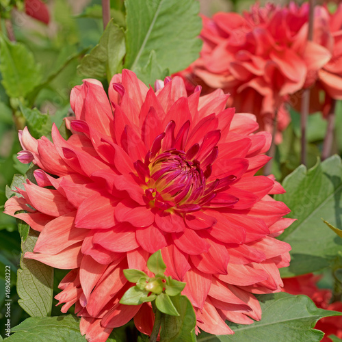 Fototapeta Naklejka Na Ścianę i Meble -  Dahlie, Dahlia