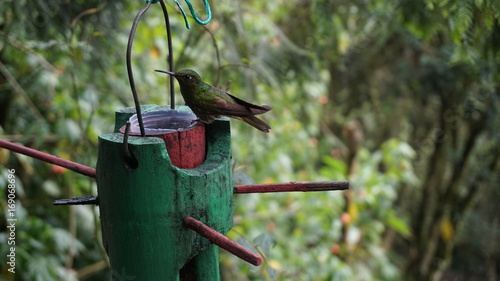 Colibris
