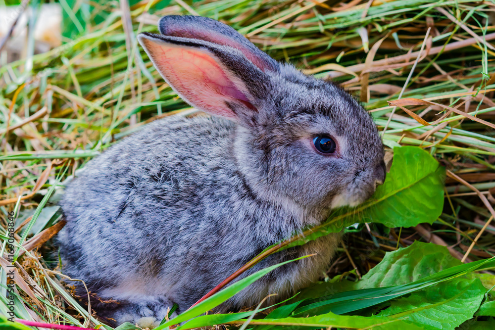 Fototapeta premium A small grey baby rabbit sitting on the hay and eats the green grass
