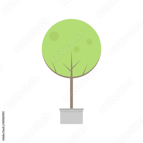 Gree tree in a pot