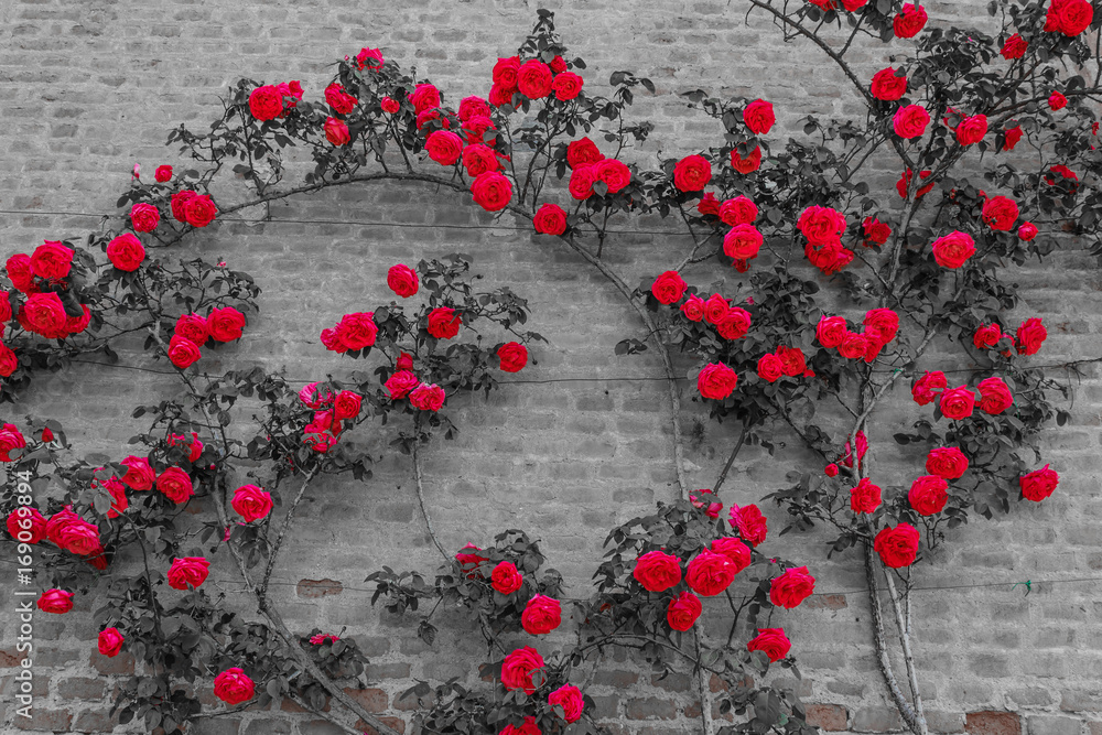 Obraz premium a roses climb on a brick wall /an explosion of blooming coloured roses