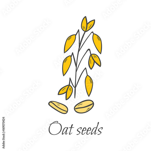 Vector hand drawn oat seeds