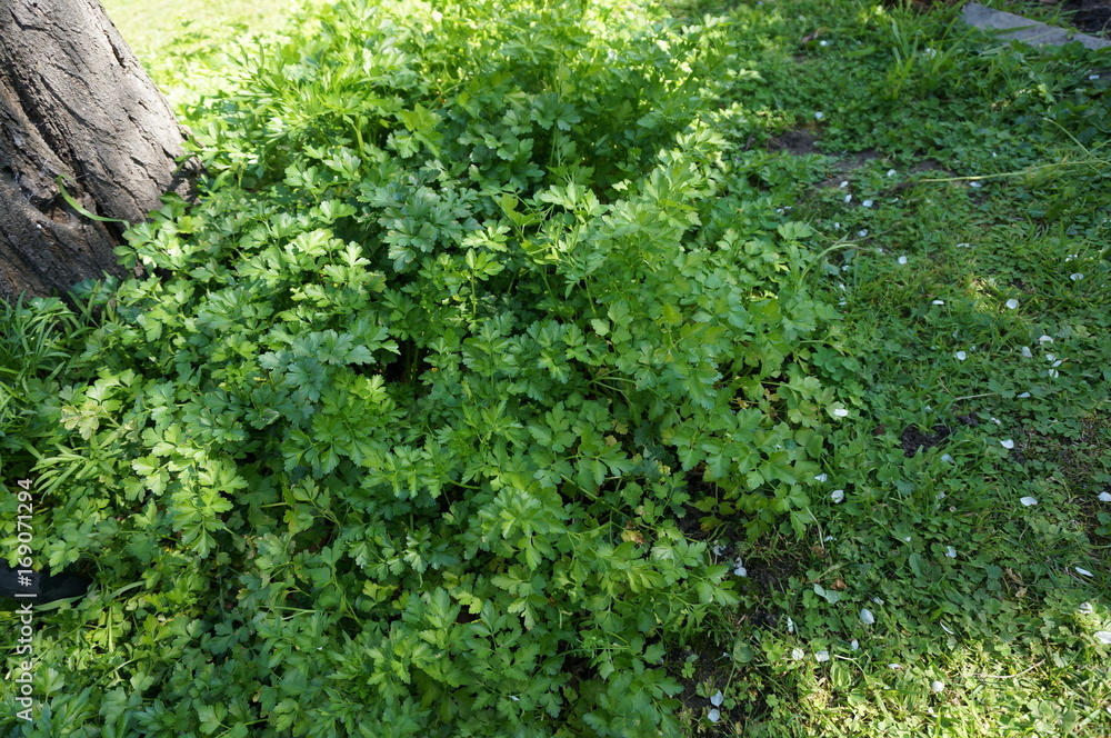 Obraz premium パセリ