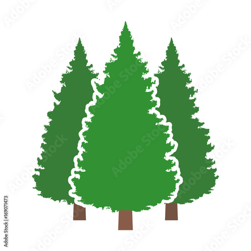Three conifer pine trees in a forest or park flat vector color icon for nature apps and websites