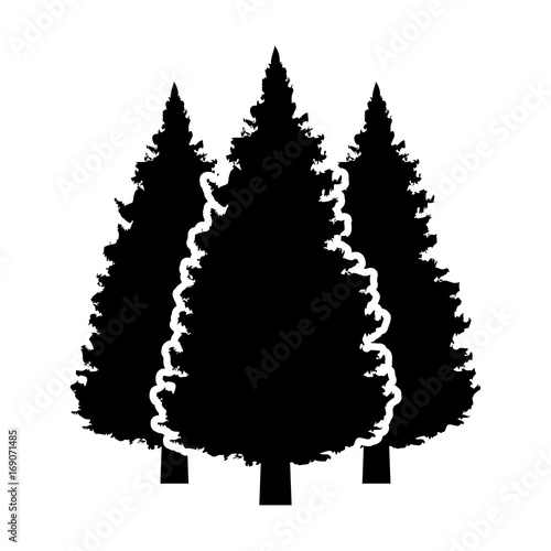 Three conifer pine trees in a forest or park flat vector icon for nature apps and websites
