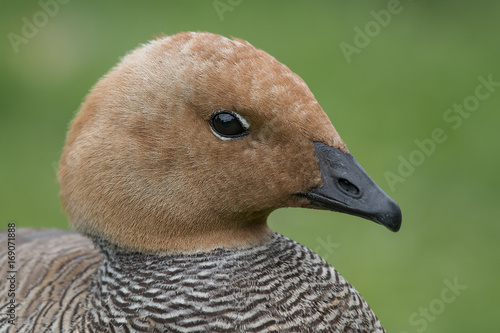 close up head profile portrait of a ruddy headed goose looking to the right photo