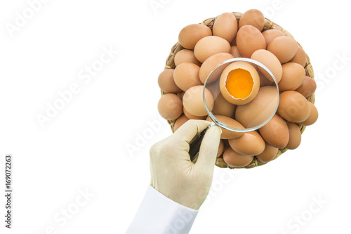 The chef uses a magnifying glass to check the quality of the yolk egg in the shell on eggs in the dry water hyacinth basket isolated on white background © holwichaikawee