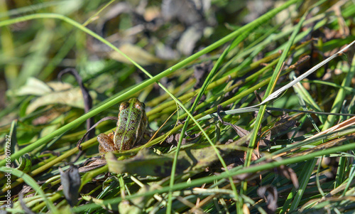Rana verde ferma sul prato tra gli steli d'erba