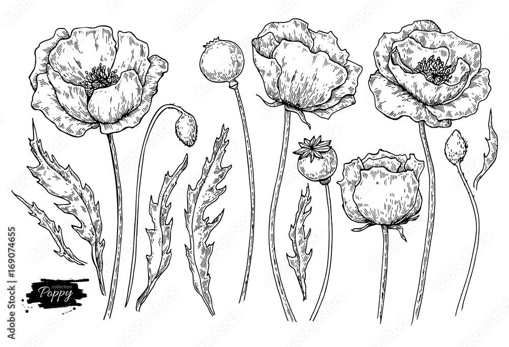 Poppy flower vector drawing set. Isolated wild plant and leaves. Herbal ...