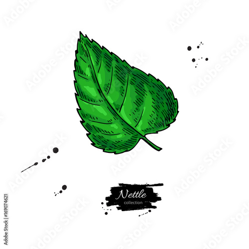 Nettle vector drawing. Isolated medical plant with  leaves. Herb