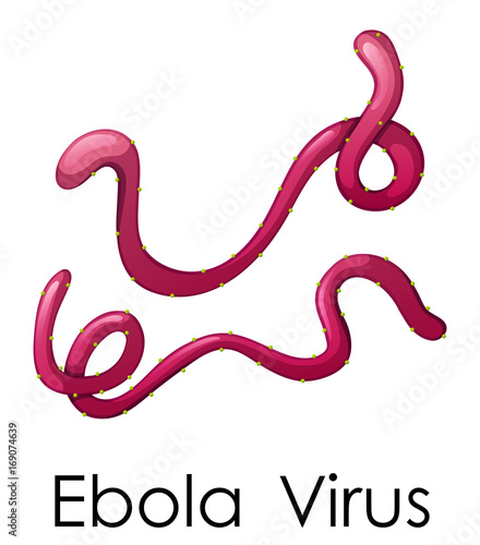 Wordcard for ebola virus