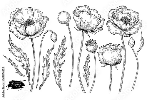 Poppy flower vector drawing set. Isolated wild plant and leaves. Herbal engraved style illustration.