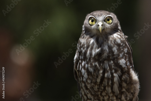 Barking Owl (Ninox connivens)