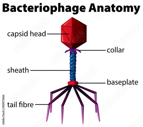 Diagram showing bacteriophage anatomy