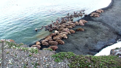 Group of walruses rest on shores of Arctic Ocean on New Earth in Russia. Unique landscape of wildlife in background of desert. Ecotourism in wilderness. Wild nature. Pinniped mammals tusk in water. photo