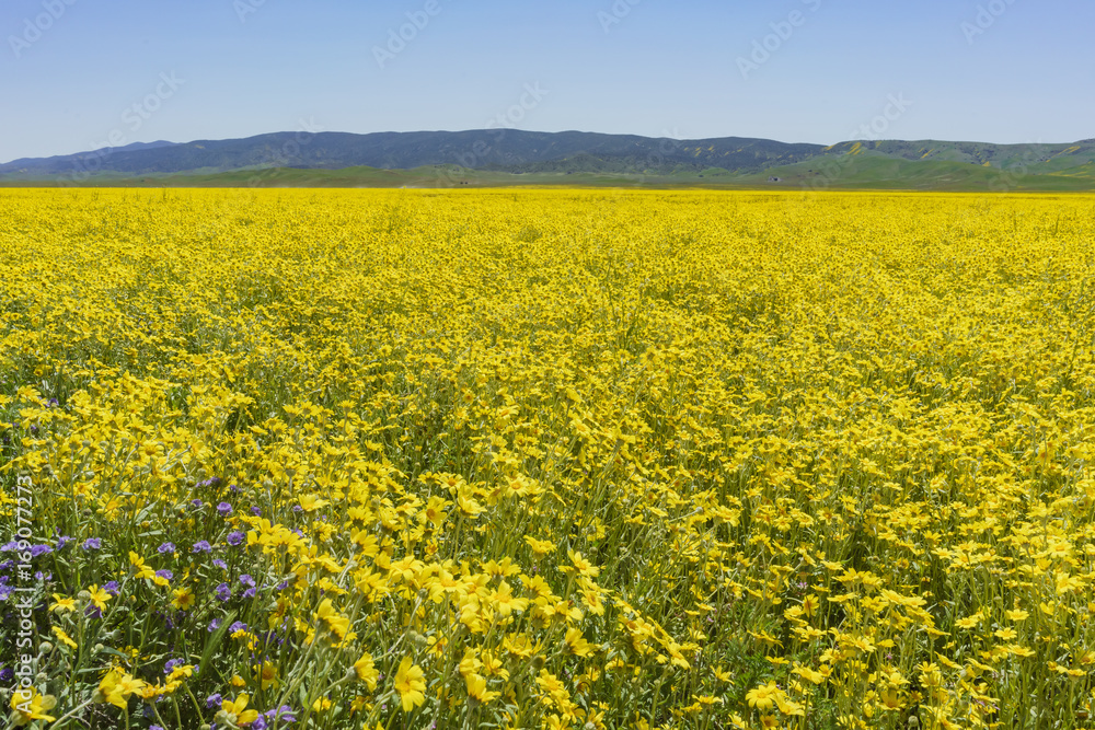 Beautiful yellow goldifelds blossom