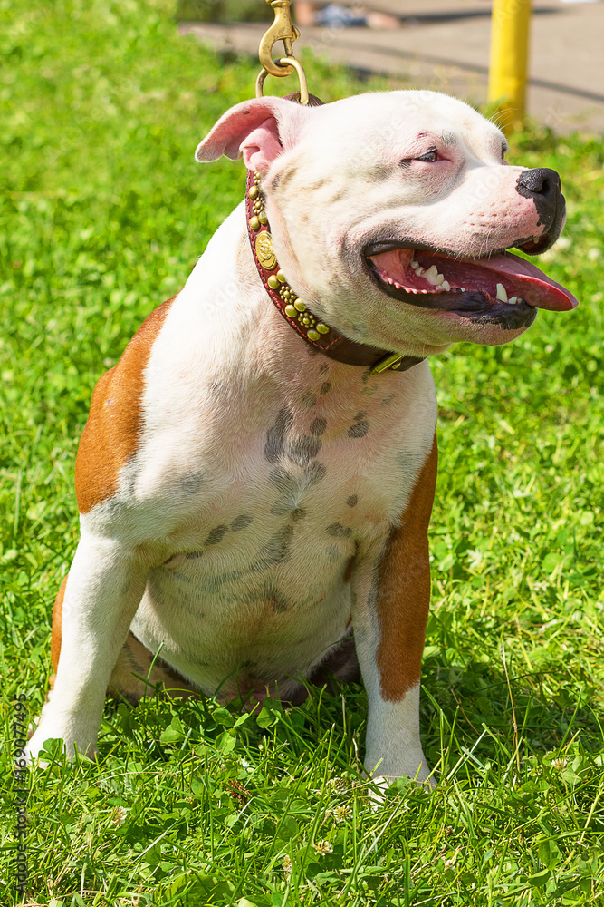 Fighting dog close-up