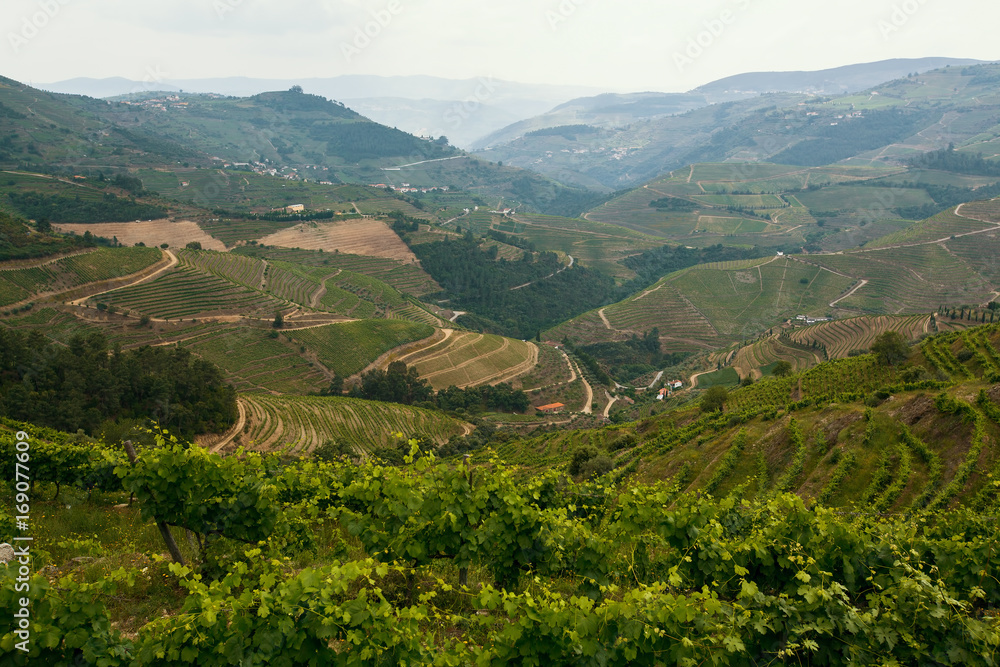 View of Douro Valley, vineyards are on a hills, Portugal.