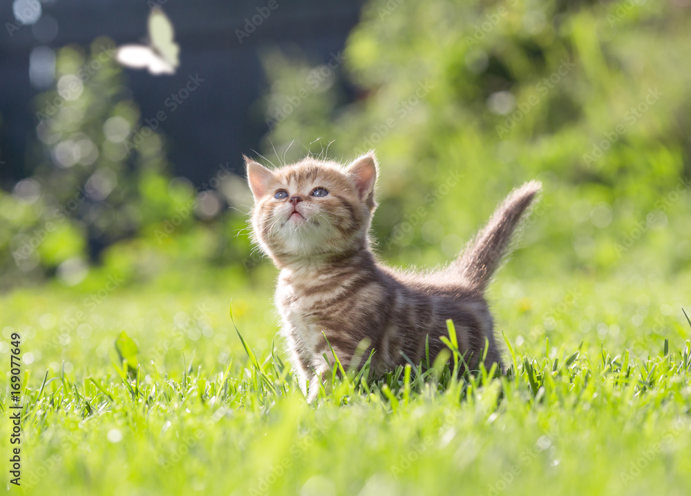 Fototapeta premium Śmieszny kot w zielonej trawie patrzeje motyla