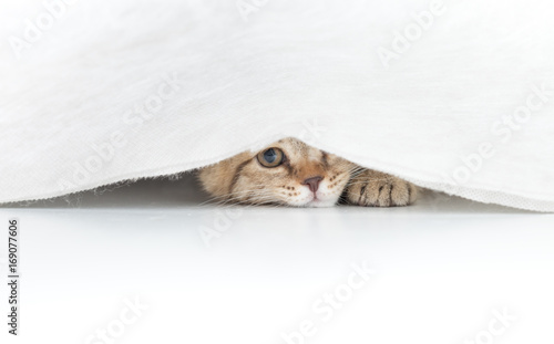 Funny cat hidden under small white curtain isolated