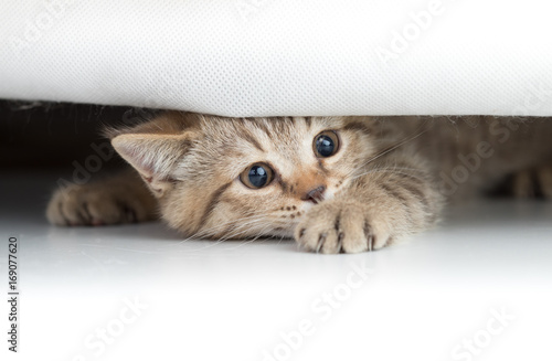 Fototapeta Naklejka Na Ścianę i Meble -  Funny cat looking from under small hole isolated