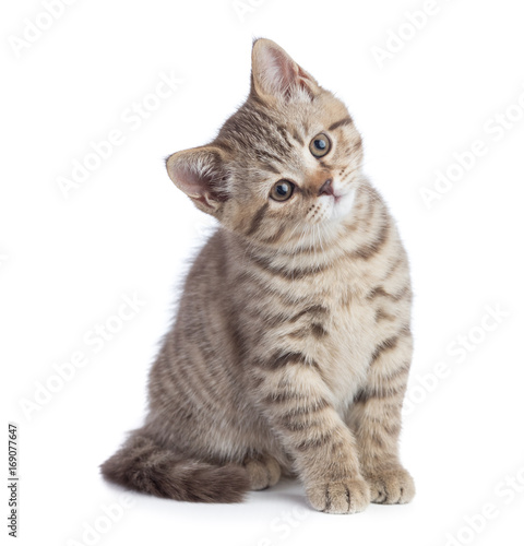 Sitting young cat full length looking with great attention isolated
