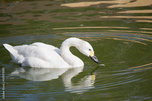 A white swan swims in a pond, bowed his head to drink water
