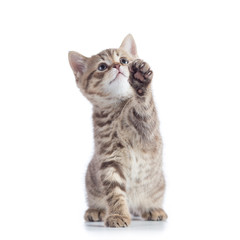 playful Scottish Straight kitten sitting isolated on white background