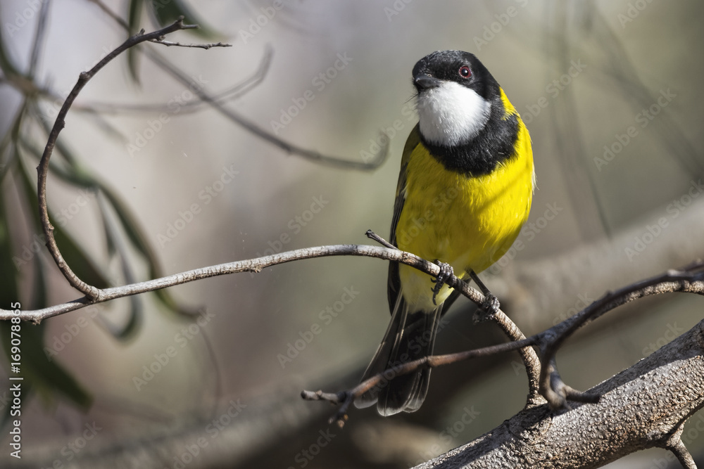 Obraz premium Golden Whistler (Pachycephala pectoralis)