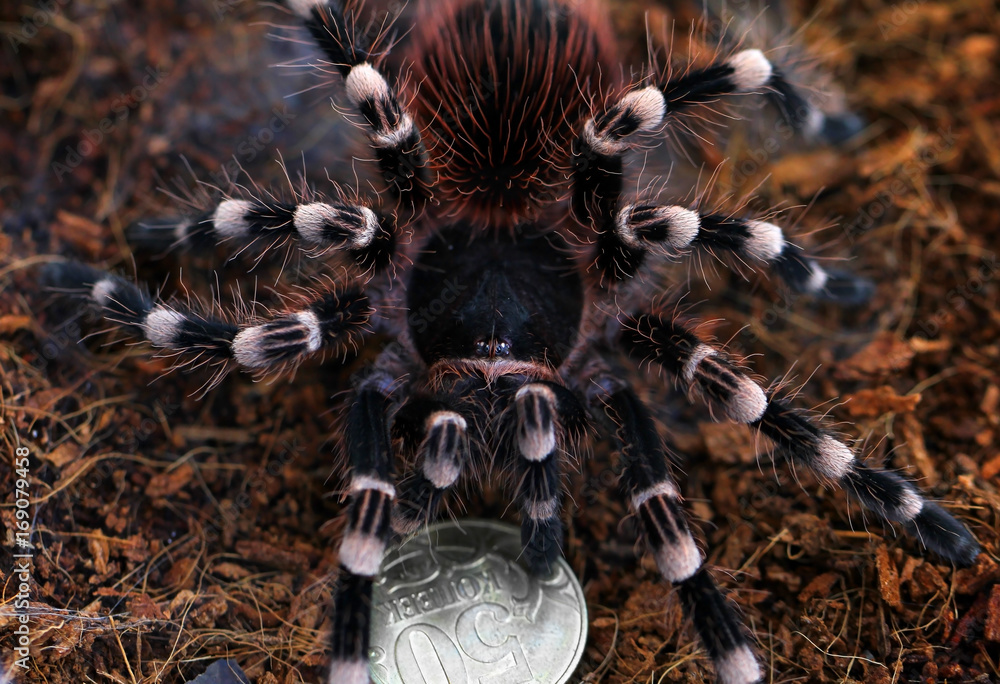 Fototapeta premium Big tarantula protect coin