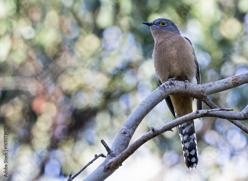 Fan-tailed Cuckoo (Cacomantis flabelliformis) photo