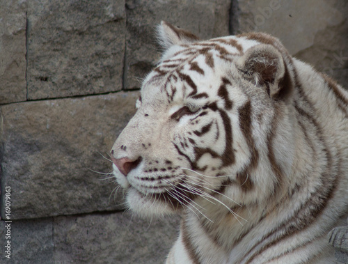 Tigre blanc